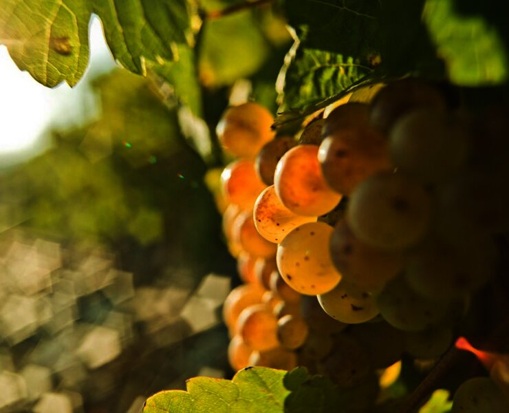 Rieslingtraube Brauneberger Juffer
