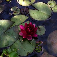 Seerose im Gartenteich