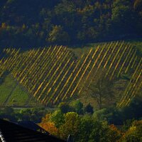 Blick ins Moseltal Herzweinberg