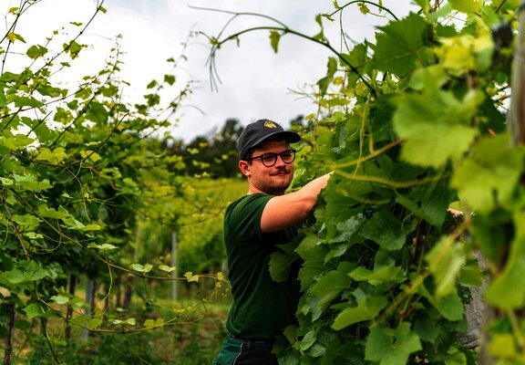 Arbeit im Weinberg