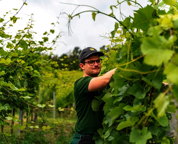 Arbeit im Weinberg