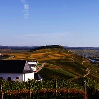 Die Weinberge im Herbst