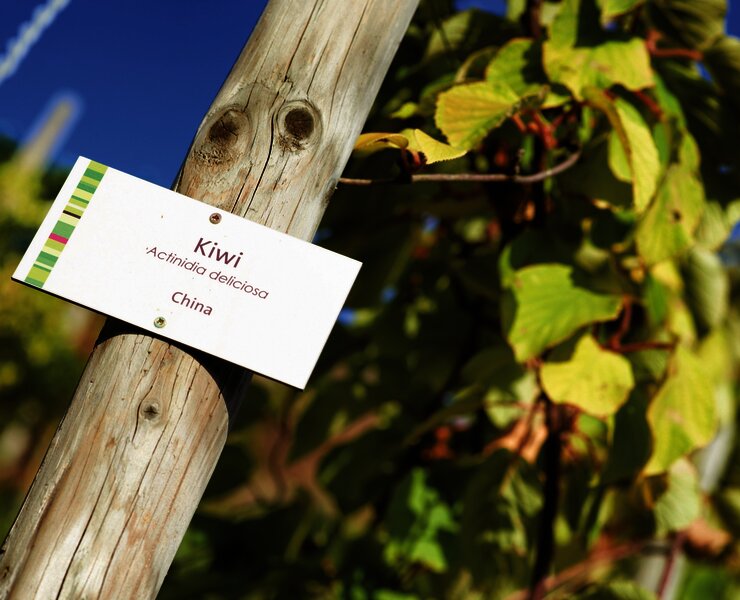 Exotische Nutzpflanzen