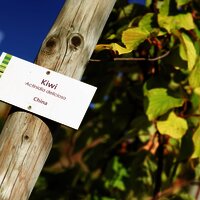 Exotische Nutzpflanzen