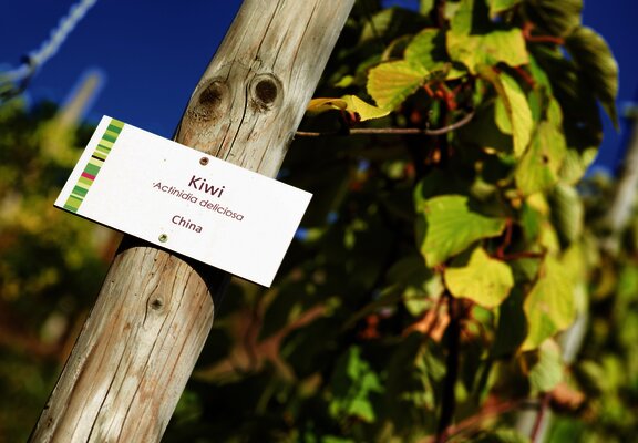 Exotische Nutzpflanzen