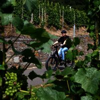 Radfahren inmitten der Weinberge