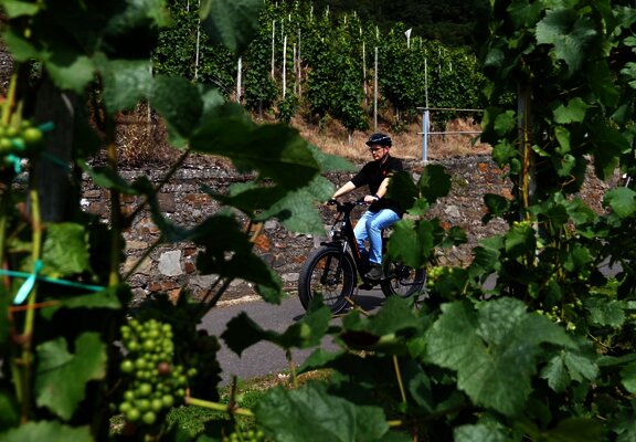 Radfahren inmitten der Weinberge
