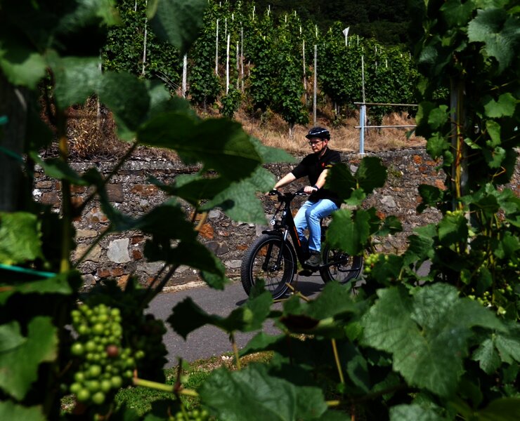 Radfahren inmitten der Weinberge