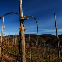 Herz in den Weinbergen bei Zell
