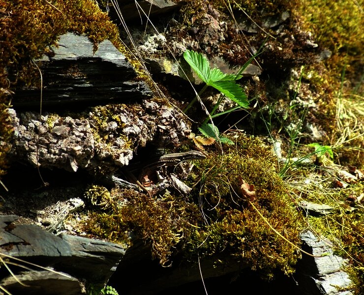 Eidechse im Weinberg