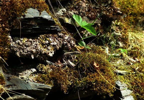 Eidechse im Weinberg