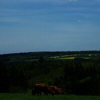 Moselhöhe - Graacher Schäferei