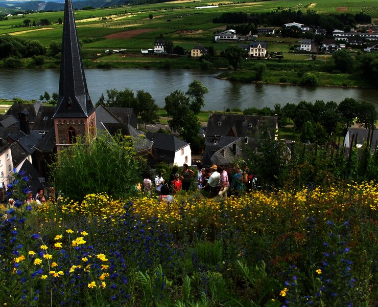 Blick vom Gewürzgarten auf die Mosel