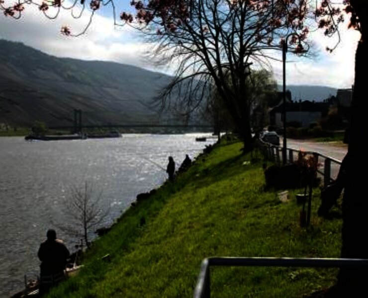 Moselufer in Wehlen im Radurlaub