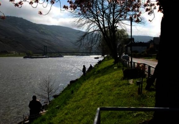 Moselufer in Wehlen im Radurlaub