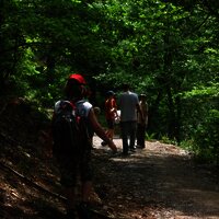 Waldweg entlang der Strecke