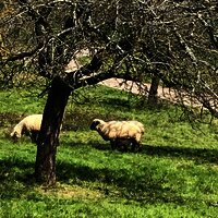 Schafe am Obstartweg