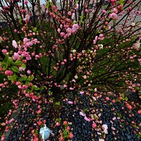 Frühjahr in Zeltingen-Rachtig