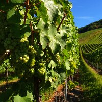 Weintrauben am Wegesrand