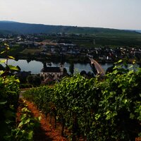 Ausblick auf Piesport