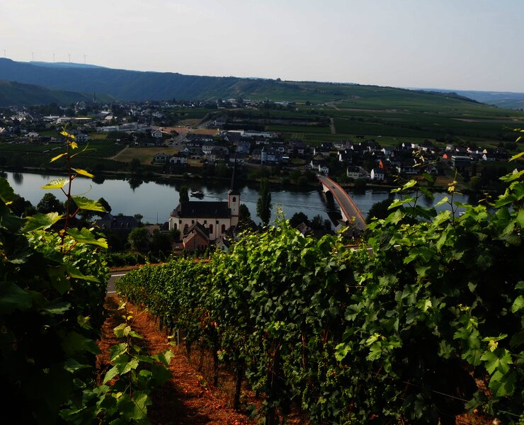 Ausblick auf Piesport