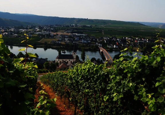 Ausblick auf Piesport