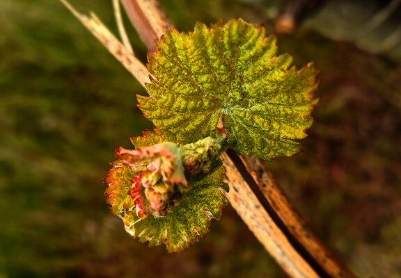 Weinrebe an der Mosel