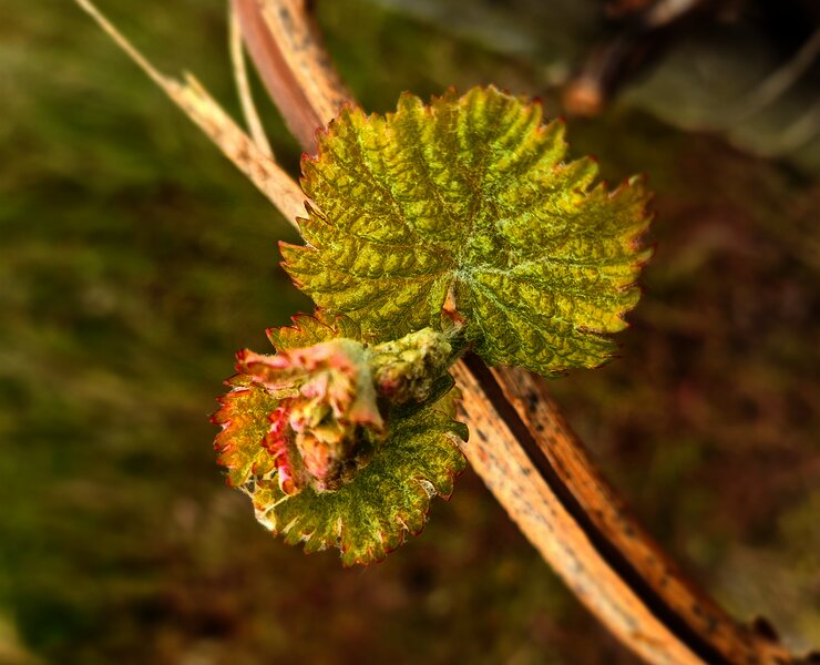 Weinrebe an der Mosel