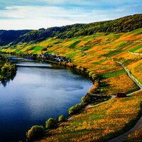Weinberge in Piesport