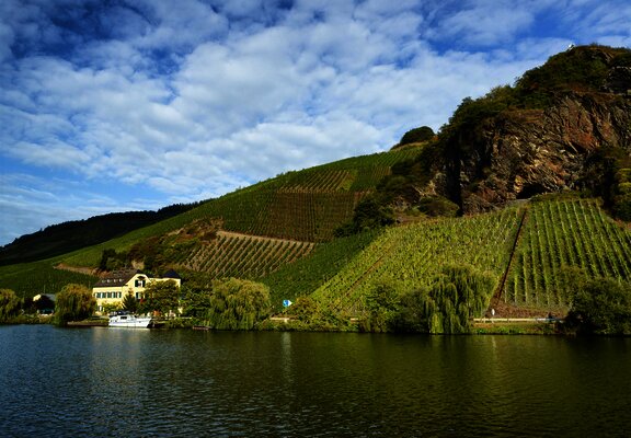 Weinberge an der Mosel
