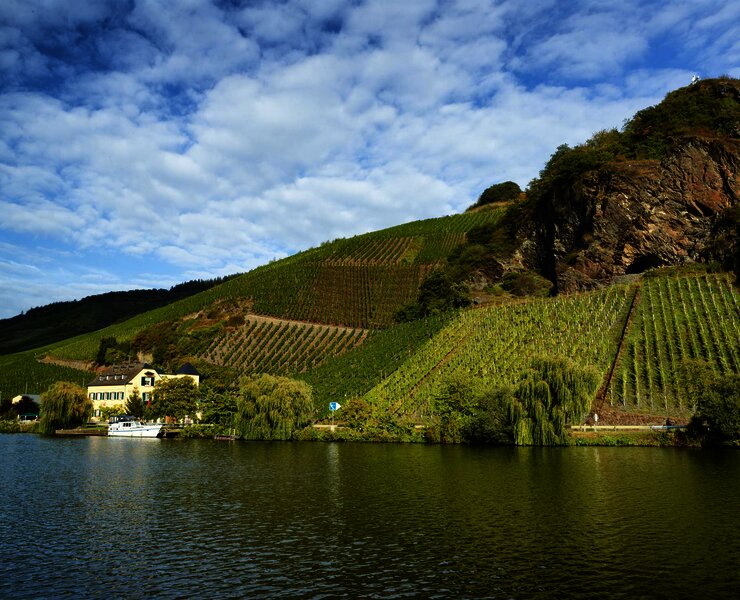 Weinberge an der Mosel