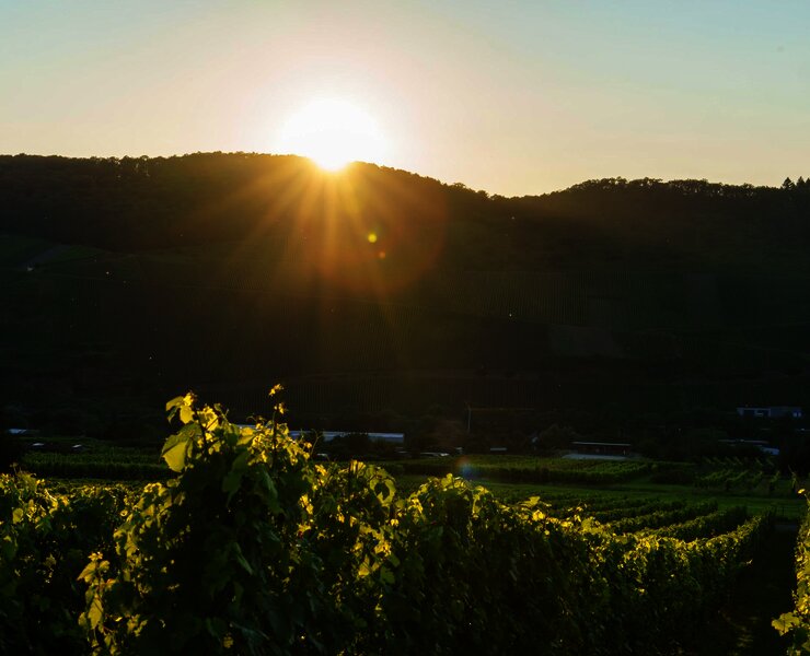 Weinberg Sonnenuntergang