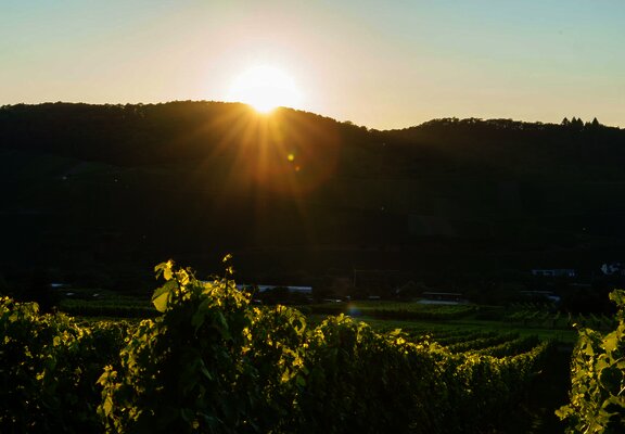 Weinberg Sonnenuntergang