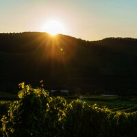 Weinberg Sonnenuntergang