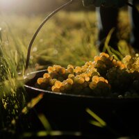 Trauben im Eimer bei der Weinlese