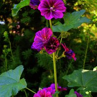 Blumen