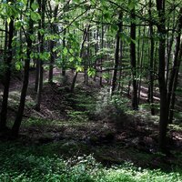 Wald in der Nähe des Ferienhauses
