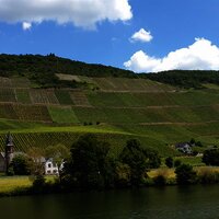 Weinberge entlang der Mosel