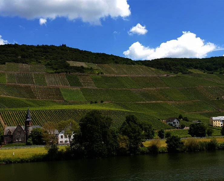 Weinberge entlang der Mosel