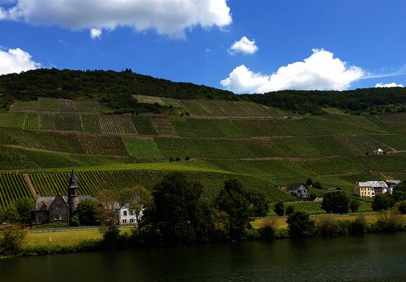 Weinberge entlang der Mosel