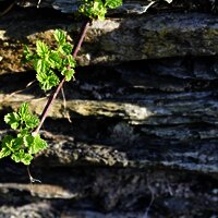 Sortengarten Schiefer