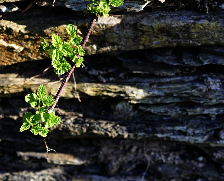 Sortengarten Schiefer