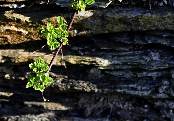 Sortengarten Schiefer