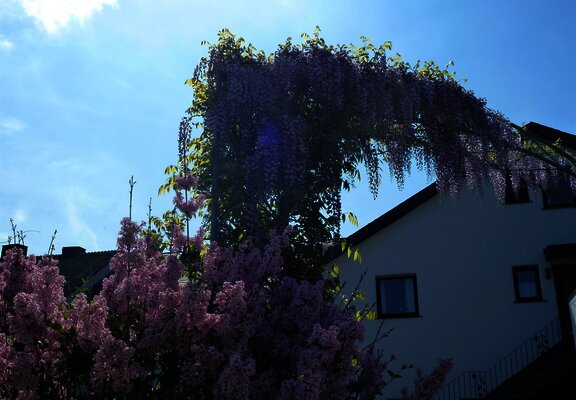 Frühling im Weingut
