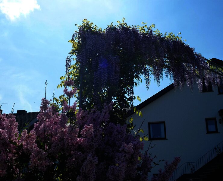 Frühling im Weingut