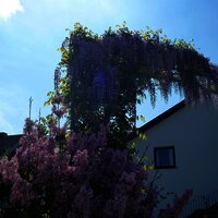 Frühling im Weingut