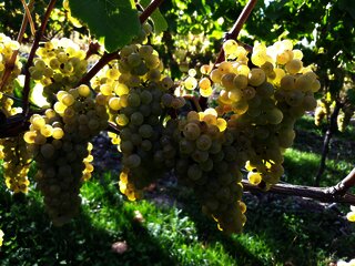Trauben im Weinberg