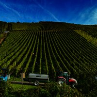 Traktor in den Weinbergen