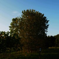 Schöner, großer Baum