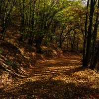 Waldpassage zwischen Ediger und Nehren
